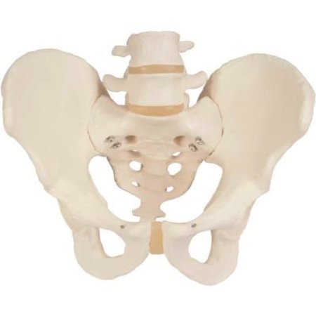 FABRICATION ENTERPRISES 3B® Anatomical Model - Male Pelvic Skeleton 985761